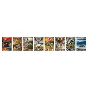 Maxi quaderno Blasetti Animali A4 - 100 g/m² - 18+1 ff - 4M - conf. 10 pezzi - 5893